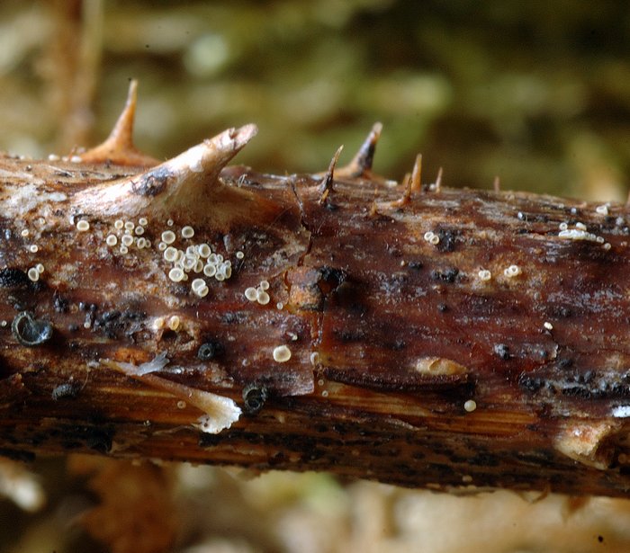 macrostoma