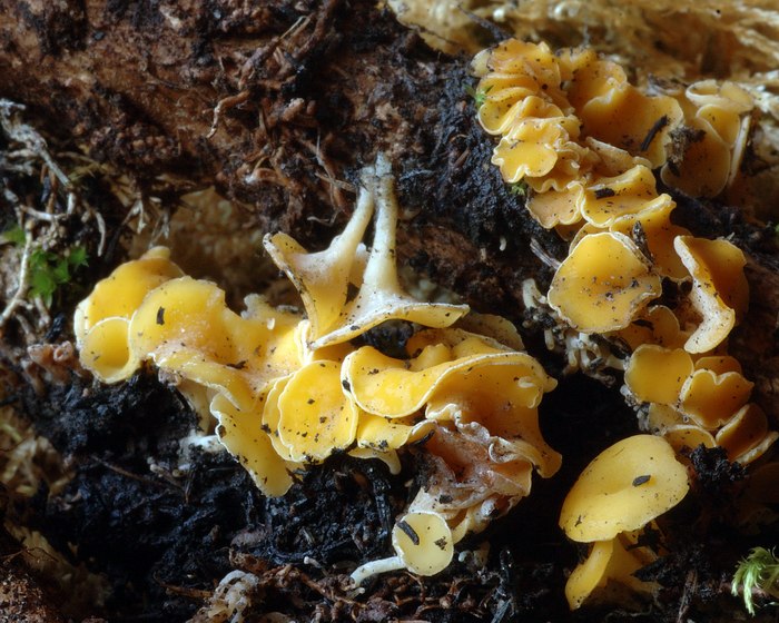 macrostoma