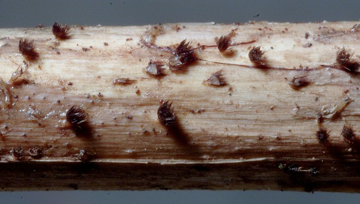 macrostoma