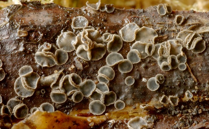 macrostoma