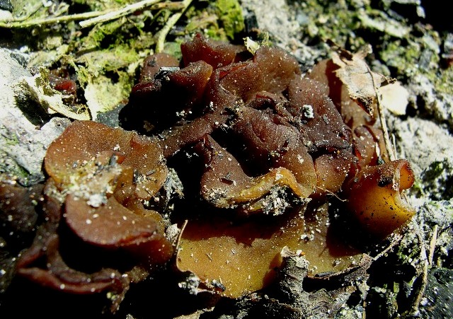 macrostoma