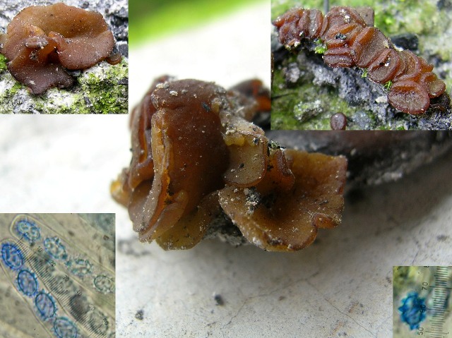 macrostoma
