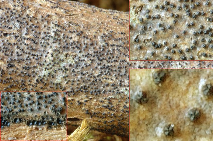 macrostoma