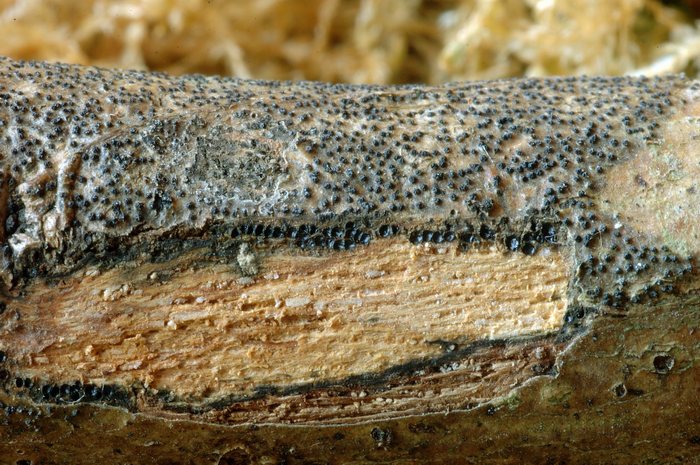 macrostoma