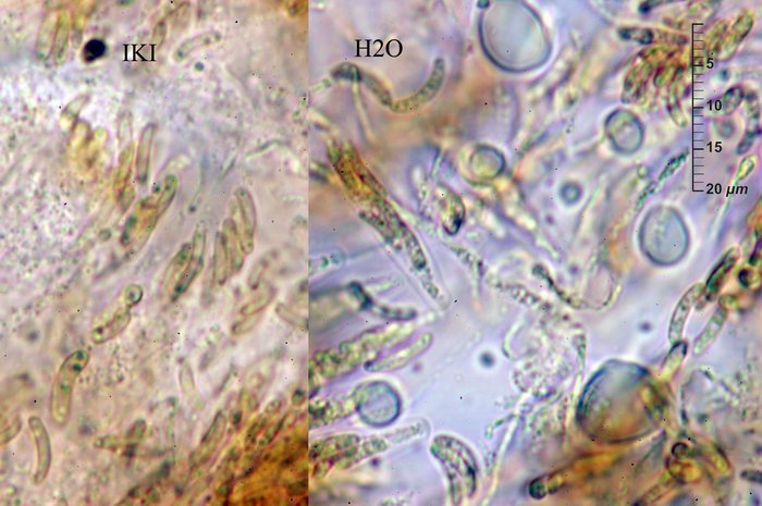 macrostoma