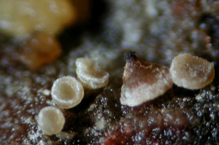macrostoma
