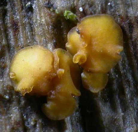 macrostoma