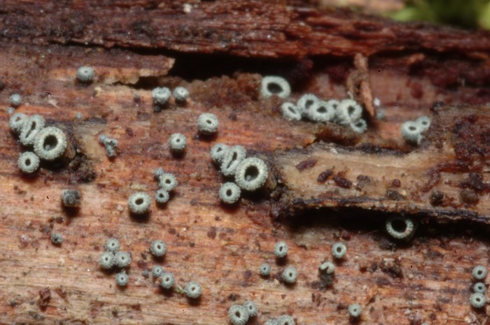 macrostoma