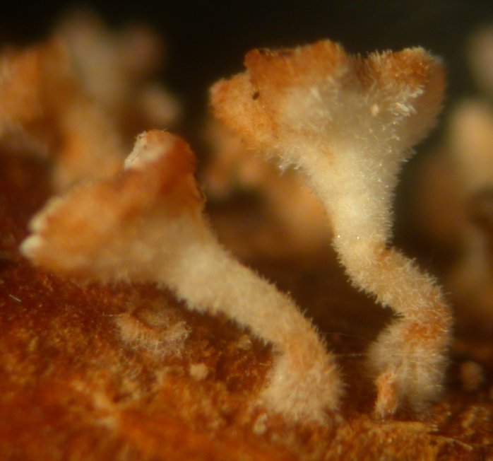 macrostoma