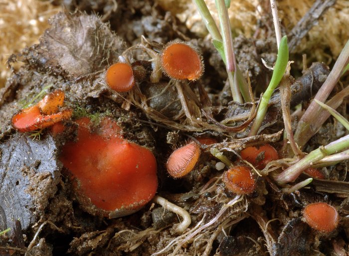 macrostoma