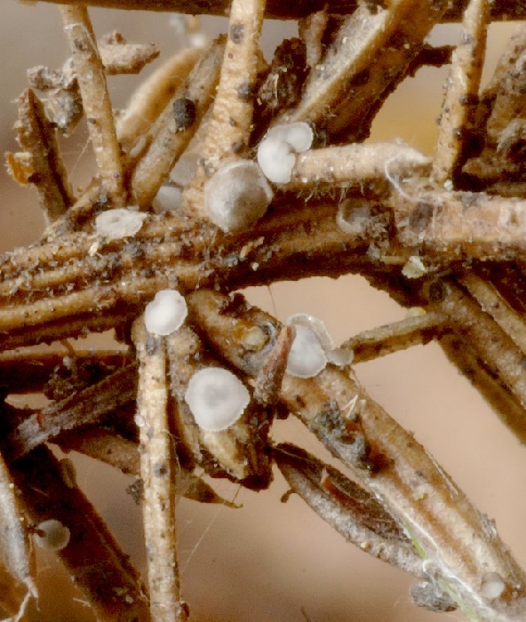 macrostoma