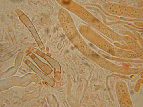 macrostoma