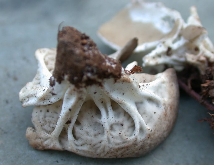 macrostoma
