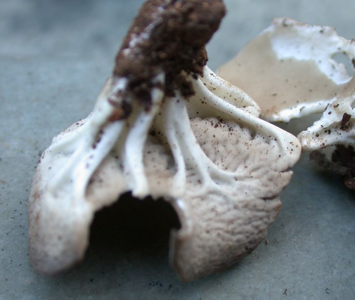 macrostoma