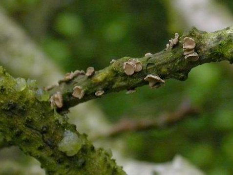 macrostoma