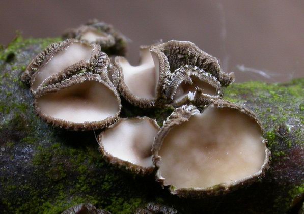 macrostoma