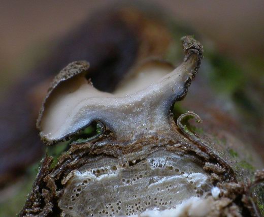macrostoma