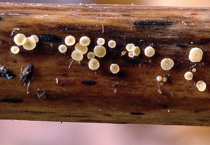 macrostoma