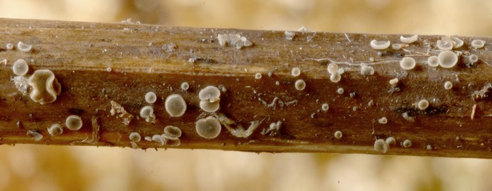 macrostoma