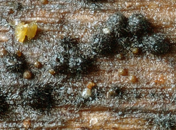 macrostoma