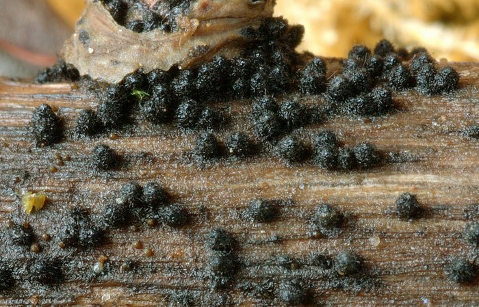 macrostoma