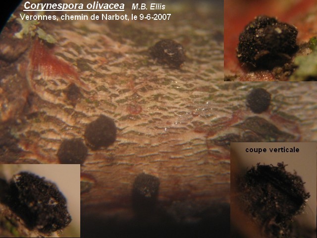 macrostoma