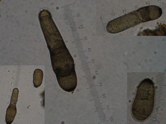macrostoma