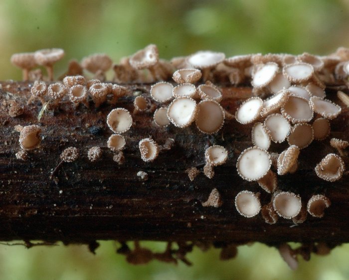 macrostoma