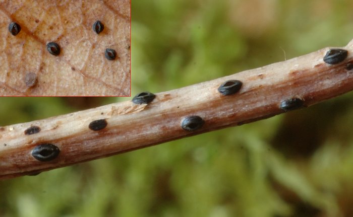 macrostoma