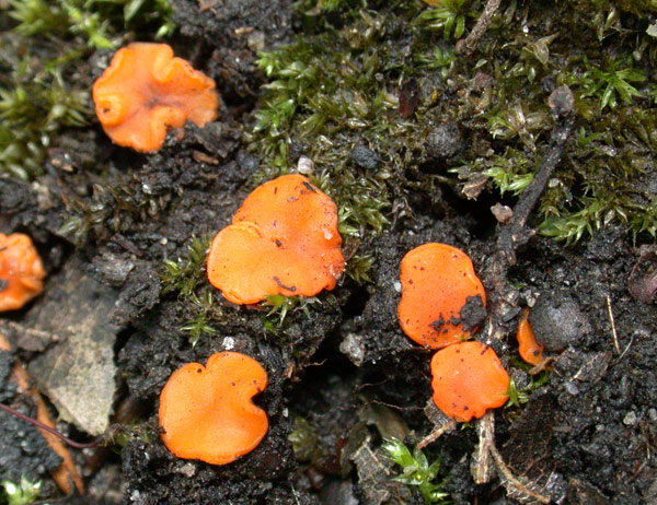 macrostoma