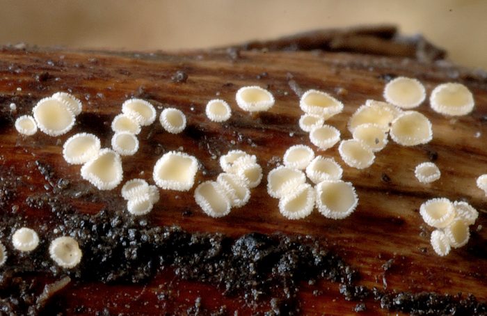 macrostoma