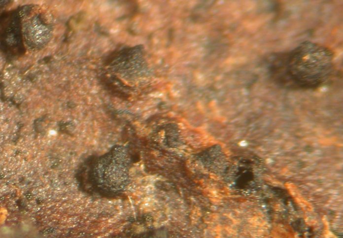 macrostoma