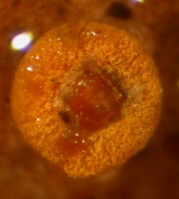 macrostoma