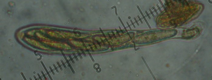 macrostoma