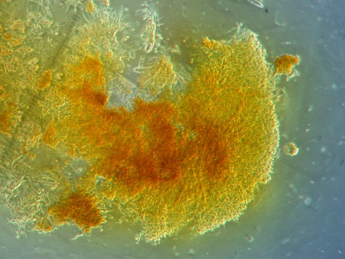 macrostoma