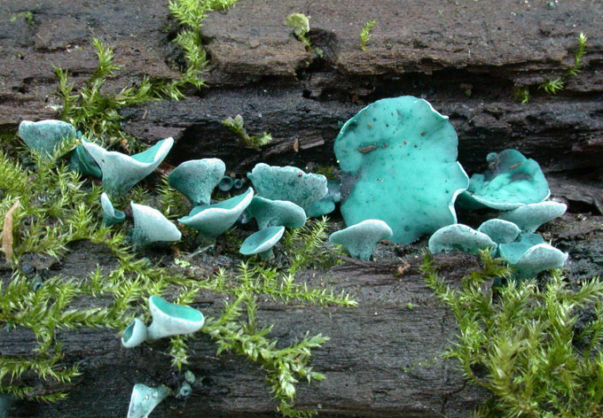 macrostoma