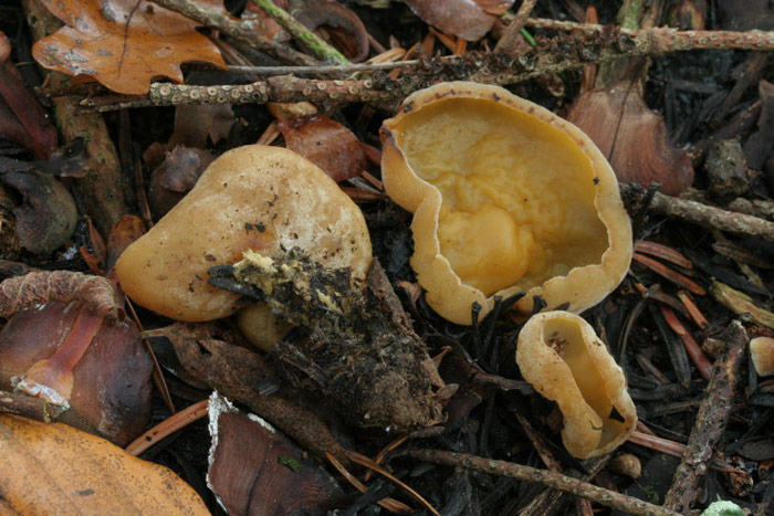 macrostoma