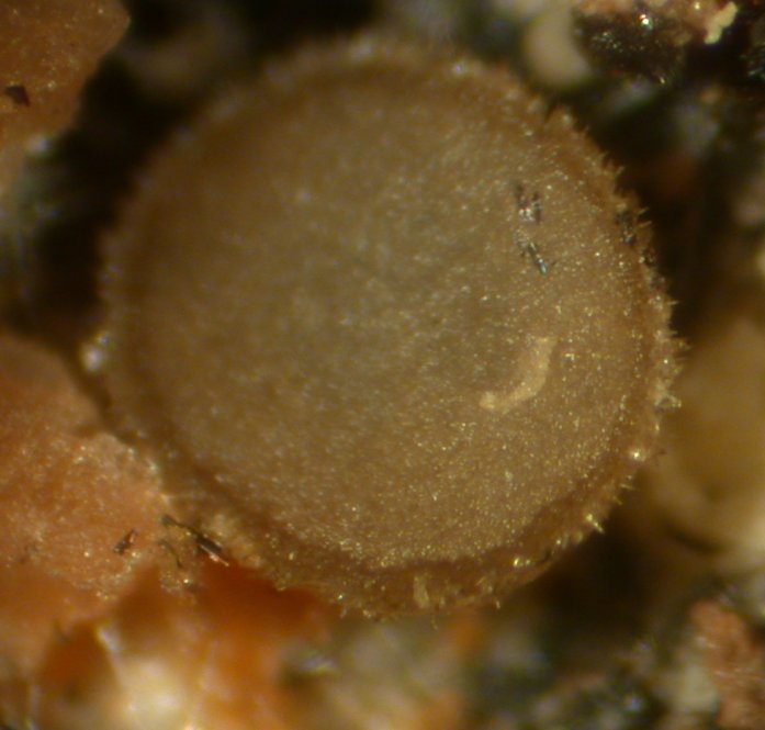 macrostoma