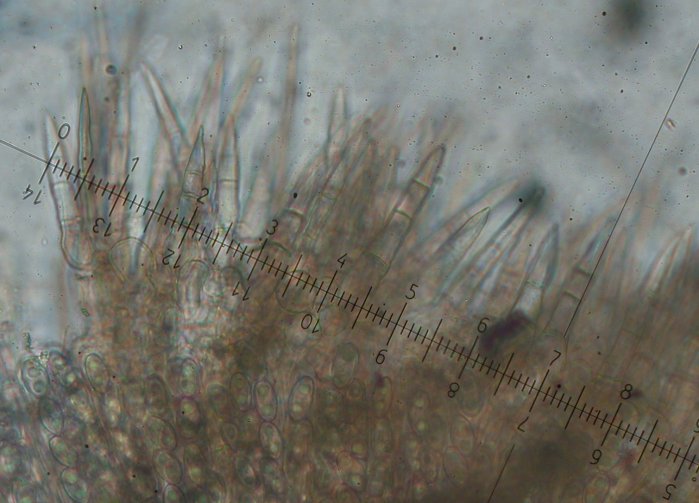macrostoma