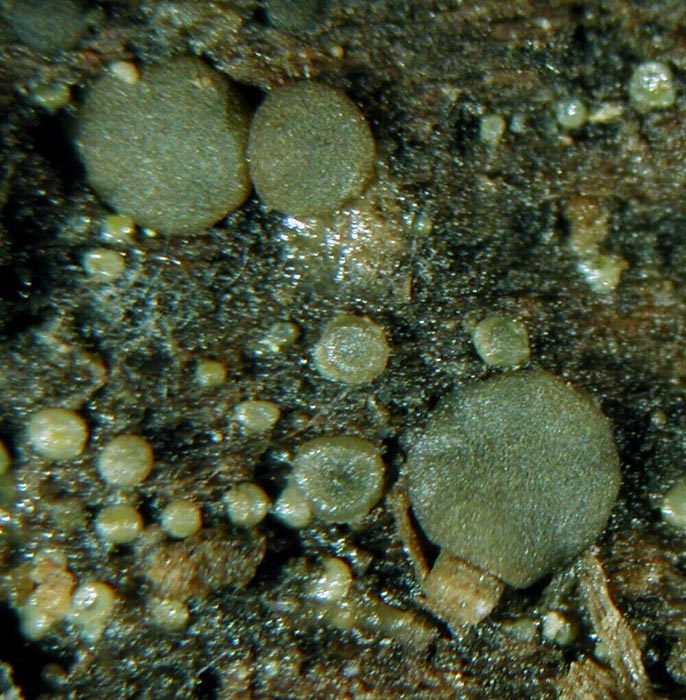 macrostoma