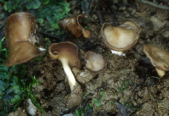 macrostoma