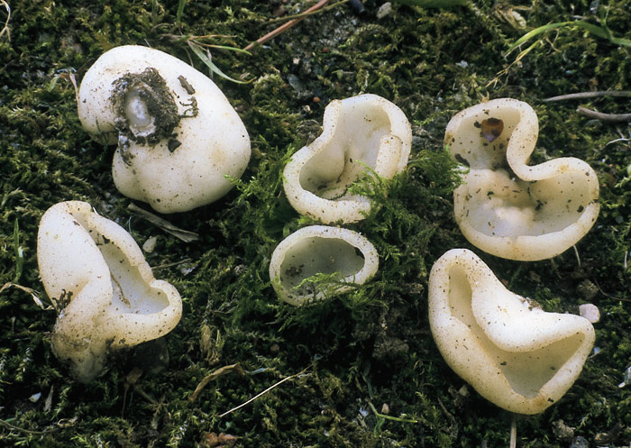 macrostoma