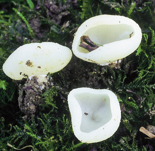 macrostoma