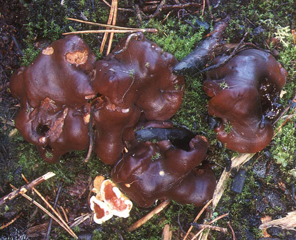 macrostoma