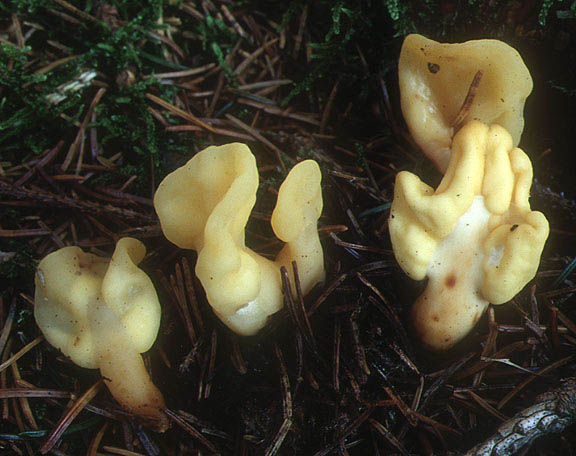 macrostoma
