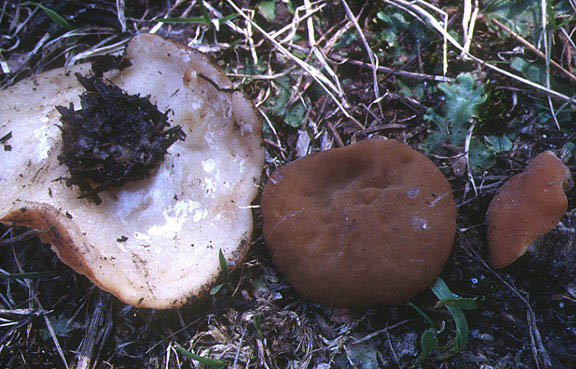 macrostoma