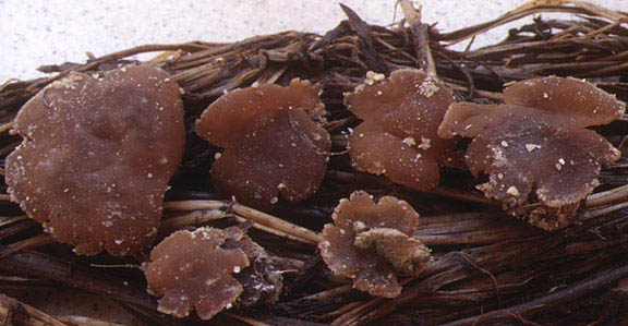 macrostoma