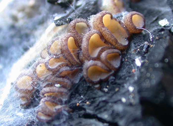 macrostoma