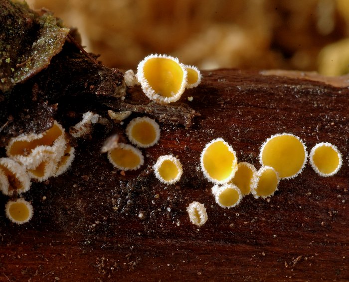 macrostoma