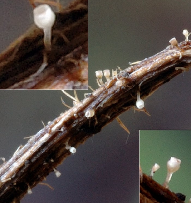 macrostoma